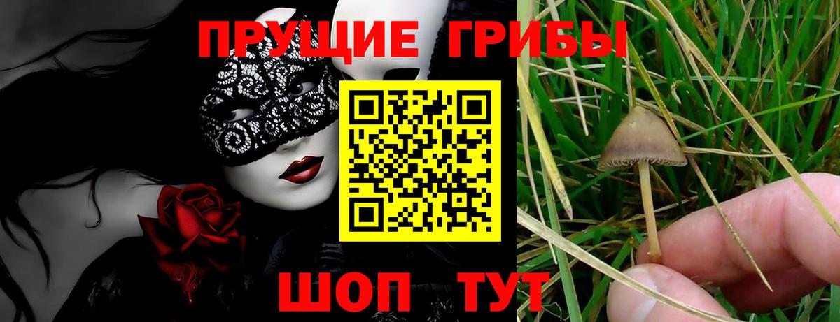 Галлюциногенные грибы Psilocybine cubensis  Вход с VPN  Белогорск 